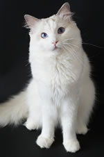 High best sale white ragdoll